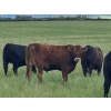 Image 13 : Holmes Cattle Co. - 1050# June/July Delivery Grass Steers - 60 Head (Cayley, AB)