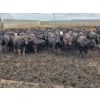 Image 6 : South Island Farms - 910# August Delivery Heifers - 140 Head (Bow Island, AB)
