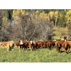 Image 3 : Squaw Valley Ranch - 850# October Delivery Steer Calves - 72 Head (Lumby, BC)
