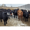Image 10 : M.S. MacLean Livestock - 920# March Delivery Steers - 100 Head (Coaldale, AB)