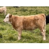 Image 10 : Holst Farms Ltd. - 570# October Delivery Heifer Calves - 30 Head (Hays, AB)