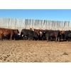 Image 5 : Hines Ranching Co. Ltd. - 1050# October Delivery Grass Heifers - 55 Head (Marwayne, AB)
