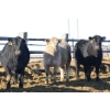 Image 3 : Martee Farm & Ranch - 740# February Weaned Heifers - 83 Head (Midale, SK) VBP+