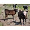Image 3 : Tri Star Cattle - 580# October Delivery Steer Calves - 55 Head (Halkirk, AB)