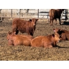 Image 7 : Rob Mossey - 920# April Delivery Steers - 67 Head (Vauxhall, AB)
