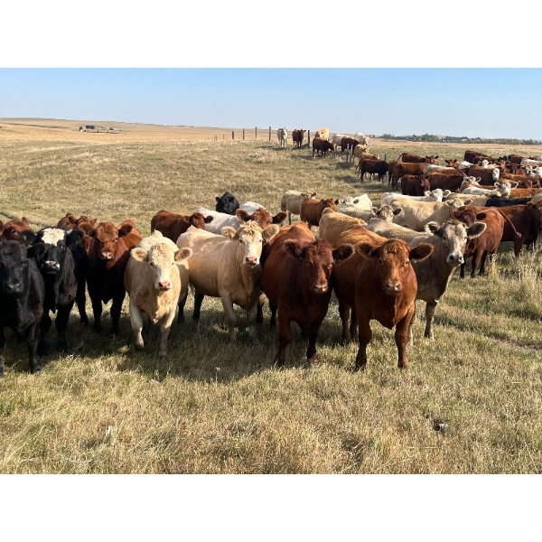 Crisp Ranches - 900# October Delivery Grass Heifers - 136 Head (Monitor, AB)