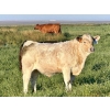 Image 15 : Darcy, Colton & Blake Reinhardt - 700# October Delivery Steer Calves - 88 Head (Nightingale, AB)
