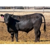 Image 10 : Rob Mossey - 940# April Delivery Steers - 65 Head (Vauxhall, AB)