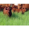 Image 4 : Sentes Farms - 600# October Delivery Steer Calves - 300 Head (Raymore, SK) VBP+