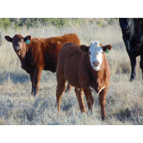 Jordan Preston - 625# October Delivery Steer Calves - 36 Head (Hays, AB)