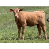 Image 4 : Dick Lawrence  - 650# October Delivery Heifer Calves - 85 Head (Pine Lake, AB)