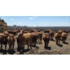 Image 3 : Cattlewood Farms Ltd. - 940# June/July Delivery Heifers - 100 Head (Fincastle, AB)