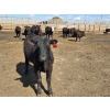 Image 5 : SVM Farms - 590# May Delivery Steers - 87 Head (Vauxhall, AB)