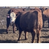 Image 10 : Hawk Ranching - 930# March Delivery Steers - 67 Head (Parkland, AB)