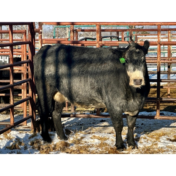 Kunz Farms - 1 Middle-Aged to Older Cow (Pen 125)