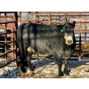 Image 1 : Kunz Farms - 1 Middle-Aged to Older Cow (Pen 125)
