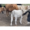 Image 11 : Cody & Brittany Black/Kirby & Cori Black - 525# October Steer Calves - 100 Head (Water Valley, AB)