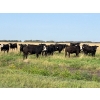 Image 6 : Wolverine Cattle Co. - 950# September Grass Steers - 240 Head (Guernsey, SK)