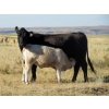 Image 9 : Douglass Cattle Co. - 540# Heifer Calves - 95 Head (Finnegan, AB)