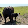 Image 4 : Lee Johnston - 35 Black/Black X Cow/Calf Pairs (Welwyn, SK)