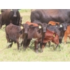Image 10 : Hebert Livestock Ventures - 760# February Delivery Weaned Steers - 240 Head (Wawota, SK) VBP+