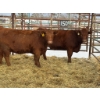 Image 2 : Regehr Land & Cattle - 4 Heifers (Pen 150)