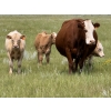 Image 4 : John Bland - 640# October Delivery Steer Calves - 60 Head (Strathmore, AB)
