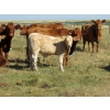 Image 5 : Ernie, Kathy & Kyle Lee - 600# October Delivery Steer Calves - 80 Head (Hanna, AB)