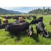 Image 2 : Devick’s Ranch - 585# October Delivery Steer Calves - 310 Head (Kamloops, BC)