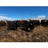 Image 7 : Chris Bartel - 1025# May Delivery Steers - 60 Head (Fort Vermilion, AB)