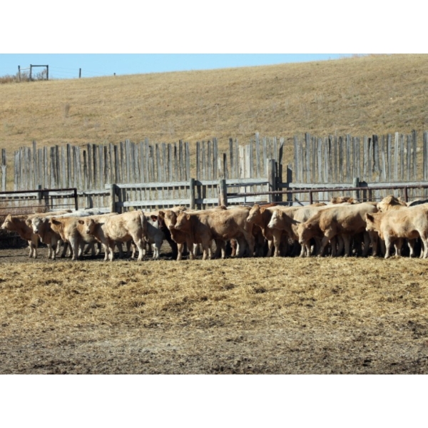 Milford Farming Co. - 875# December Delivery Weaned Heifers - 60 Head (Raymond, AB)