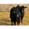 Image 9 : Leon Torkelson - 700# March Delivery Heifers - 60 Head (Millicent, AB)
