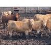 Image 4 : Lesher Lane Enterprises - 910# July Delivery Heifers - 204 Head (Lacombe, AB)