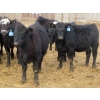 Image 4 : L & J Ranch - 830# March Delivery Heifers - 75 Head (Harptree, SK)