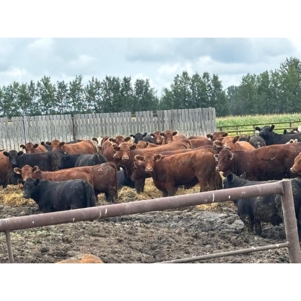 Gonnet Farms - 980# September Delivery Heifers - 160 Head (Onoway, AB)