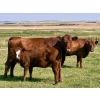 Image 5 : Mullen Land & Cattle Co. - 550# September Delivery Heifer Calves - 112 Head (Peers, AB)