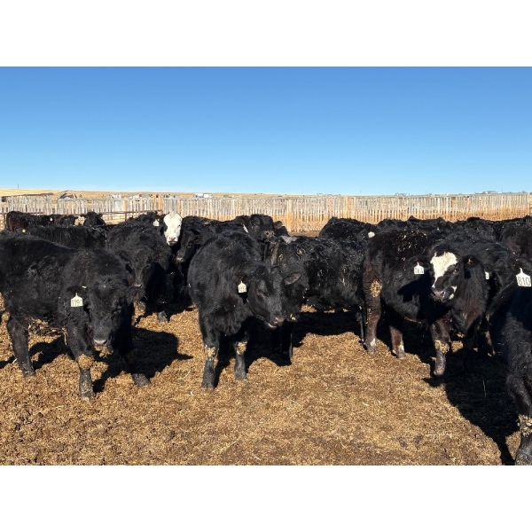DK Livestock - 850# February Delivery Heifers - 242 Head (High River, AB)