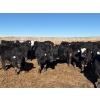 Image 1 : DK Livestock - 820# February Delivery Heifers - 242 Head (High River, AB)