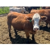 Image 20 : Lenny Brubacher - 1165# July Delivery Steers - 104 Head (Winnipegosis, MB)