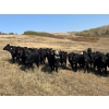 Image 2 : Herbert Ranching - 880# September Delivery Grass Heifers - 125 Head (Wainwright, AB)
