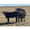 Image 12 : TNT Cattle Co. Ltd. - 500# October Delivery Steer Calves - 95 Head (Manyberries, AB)