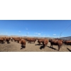 Image 6 : Cattlewood Farms Ltd. - 810# June/July Delivery Heifers - 77 Head (Fincastle, AB)