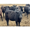 Image 2 : Richard Rosen - 750# May Delivery Heifers - 59 Head (Rainier, AB)