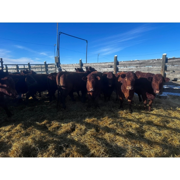 Crooked Creek Ranch - 17 Second Calvers (Pen 418)