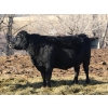 Image 3 : Black Powder Cattle Company - 43 Angus X Simm Sept/Oct Calving Young Bred Cows (Oxbow, SK)