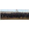 Image 5 : M.S. MacLean Livestock - 1020# March Delivery Steers - 80 Head (Coaldale, AB)