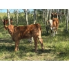 Image 7 : 130 Mile Ranch - 600# October Delivery Steer Calves - 90 Head (Lac La Hache, BC)