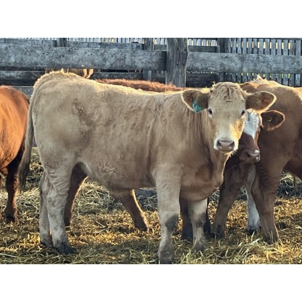 Brandt Boys Beef & Grain - 660# Oct/Nov Steer Calves - 55 Head (Tolstoi, MB)