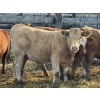 Image 1 : Brandt Boys Beef & Grain - 660# Oct/Nov Steer Calves - 55 Head (Tolstoi, MB)