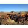 Image 6 : Richard & Wade Sanders - 580# October Delivery Steer Calves - 80 Head (Picture Butte, AB)